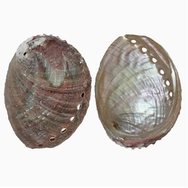 Rosa Abalone Shell