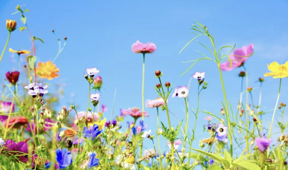 Wildflower Confetti Seed Packet